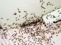 تفسير رؤية كثرة النمل في البيت