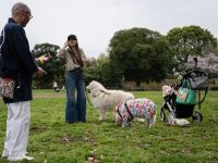 Woman walking her pet dog, pig, and duck in Japan