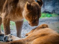 Lions at Japan zoo