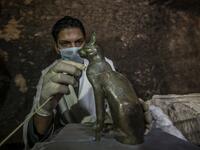 An Egyptian archaeologist cleans a bronze ancient Egyptian sitting cat statue, on November 10, 2018. (KHALED DESOUKI / AFP)
