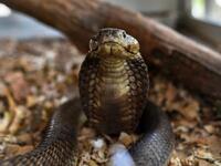 A brown spitting cobra rears up using its menacing hood to adopt a defencive posture inside its enclosure on February 14, 2019 at the Bio-Ken Snake Farm in the Kenya's coastal town of Watamu in Kilifi county. 
TONY KARUMBA / AFP
