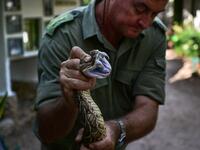 The herpetologist and director of the Bio-Ken Snake Farm, Royjan Taylor, holds a freshly caught puff-adder prior to milk its venom on February 13, 2019, in the Kenya's coastal town of Watamu, Kilifi county. 
TONY KARUMBA / AFP