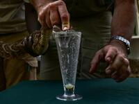 The herpetologist and director of the Bio-Ken Snake Farm milks the venom of a freshly caught puff-adder on February 13, 2019, in Kenya's coastal town of Watamu, Kilifi county. 
TONY KARUMBA / AFP