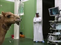 A camel waits to be treated at the 40 million-Dirhams Dubai Camel Hospital in Dubai.The hospital can admit up to 20 camels. 
PATRICK BAZ / Dubai Media Office / AFP-Services