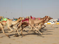 Racing camels with robot jockeys (Shutterstock/File Photo)