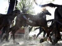 Horses run at a horse breeding farm, one of the oldest and largest farm in the Algeria, perched on the high plateaux in the country's Tiaret region, 300 Kilometres west of Algiers on April 24, 2018. 
RYAD KRAMDI / AFP