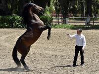 A trainer works with a horse at a horse breeding farm, one of the oldest and largest farm in the Algeria, perched on the high plateaux in the country's Tiaret region, 300 Kilometres west of Algiers on April 24, 2018. 
RYAD KRAMDI / AFP