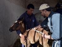 A veterinarian performs a checkup on a newborn horse at a horse breeding farm, one of the oldest and largest farm in the Algeria, perched on the high plateaux in the country's Tiaret region, 300 Kilometres west of Algiers on April 24, 2018. 
RYAD KRAMDI / AFP