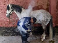 Algerian farrier Meddah Larbi installs a horseshoe onto a horse at a horse breeding farm, one of the oldest and largest farm in Algeria, perched on the high plateaux in the country's Tiaret region, 300 Kilometres west of Algiers, on April 24, 2018. 
RYAD KRAMDI / AFP