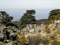This picture shows a view of the cedars reserve forest of Jaj in Mount Lebanon, northeast of the Lebanese capital Beirut. 
JOSEPH EID / AFP