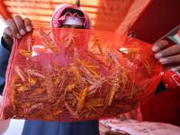 A Kuwaiti vendor holds a bag filled with locusts, sold as food, at a market in Kuwait City
Yasser Al-Zayyat / AFP