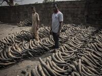 Two men pose for a portrait surrounded by sun-dried cow horns at Kaduna Abatour meat market in North Kaduna CRISTINA ALDEHUELA / AFP