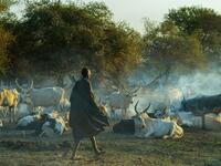 Villagers gather their cattle ahead of vaccinations administered by the International Committee of the Red Cross (ICRC) with the help of local community workers, at Kirgui village in Udier, South Sudan 
SIMON MAINA / AFP