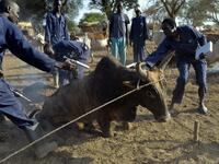 Community animal health workers assist the International Committee of the Red Cross (ICRC) as they vaccinate cattle at Kirgui village in Udier, South Sudan 
SIMON MAINA / AFP