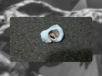 Dinosaur Bone  MiddleEast Facebook 