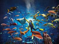 Scuba diving
Adventure at Atlantis The Palm's Lost Chambers Aquarium in Dubai (Twitter)
