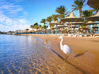 Egypt, Hurghada
Beautiful white heron stands on golden beach with palm trees. Hurghada is a beach resort town stretching some 40km along Egypt’s Red Sea coast (Shutterstock/File Photo)