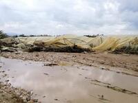 Losses of farmers due to the opening of the King Talal Dam water. (Twitter)