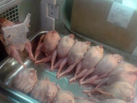 uncooked chicken
