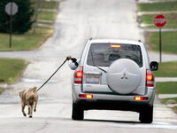 pains taken to avoid walking a dog driving a car