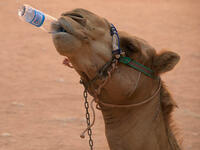 Start with the obvious - drink plenty of water. Tap water quality varies across the Middle East. It’s generally okay to gulp Gulf states’ brew (produced via pricey desalination), but more of a coin toss in less developed nations and rural villages. So stick to the bottles, and keep ‘em coming!
