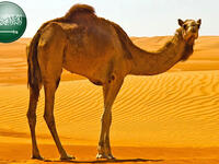 Typical! In Saudi Arabia, most people were curious about the cost of a camel. In fact, the highest price paid for a camel in the Gulf Kingdom was $800,000. But surely a budget option is also available.