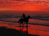 A Palestinian horseman rides on the beach at sunset, west of in Gaza city on December 31, 2018. 
MAHMUD HAMS / AFP
