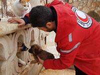 (Twitter/@theAleppoCatman)