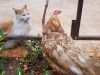 (Twitter/@theAleppoCatman)