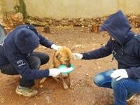 Mohammed Alaa al-Jaleel has created a shelter for all lost animals. (Twitter/@theAleppoCatman)