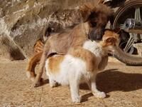 (Twitter/@theAleppoCatman)