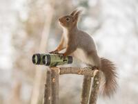 In Iran, 14 “suspicious” squirrels were caught by Iranian authorities in 2007 before they were “able to take action.” The incident occurred near a nuclear enrichment plant, but IRNA said the squirrels “were carrying spy gear of foreign agencies.”