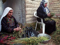 Beyond modern fashion designers, traditional embroidery still holds sway among elderly Palestinian grandmas and aunties. Here, two women wearing traditional dress help harvest hummus (chickpeas or garbanzo beans) at their home in Bethlehem. (Shutterstock/Ryan Rodrick Beiler)
