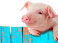 pork eaters