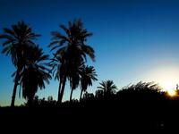 The Kingdom of Saudi Arabia tell of largest consumption of dates in years, and a new trend of eating 'fool' or
 fava beans (more famously the staple pulse of Egypt) at iftar (break of fast meal). KSA is known as the
 "The Land of
 the Two Holy Mosques" the two holiest sites in Islam.