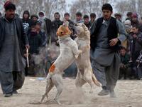 Afghan spectators watch as two fighting dogs attack each other during the weekly dog fights, Kabul, Afghanistan. Dogfighting was banned under the Taliban for being un-Islamic but it is now common practice.