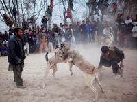 Afghan spectators watch as two fighting dogs attack each other.