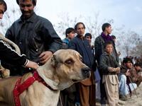 A dog waits to fight