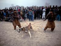 Two Afghans hold a dog on leashes during the weekly dog fights.