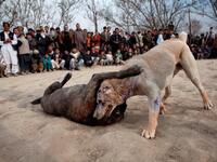 Some people pet their dogs, some people let their dogs suffer!