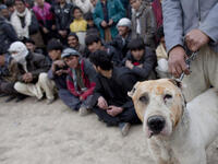 Another dog waits his fight, or his death?