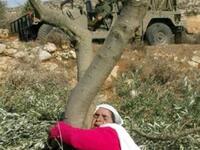 Palestinian lady hugs tree