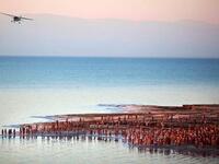 Has the exemplar of the chosen faith, Israel, fallen from grace? If Sharon surfaced, he'd learn of the 'depravity' of his 
compatriots who recently got naked in the name of (Holy Land) art. Much to the dismay of the religious right, a 'tribe' of 1,000 chosen
Israelis took part in Spencer Tunick's mass nude shoot in the Dead Sea. 