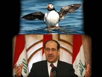 Maliki puffin