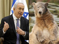 Netanyahu polar bear
