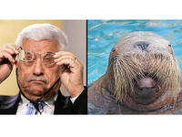 Abbas walrus