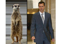 Bashar Assad meerkat