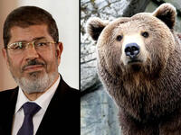morsi bear