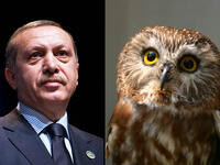 Erdogan owl