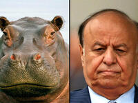 hadi hippo